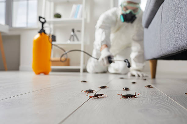 Commercial Kitchen Cockroach Control in Powdersville